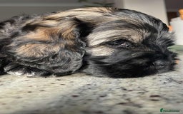Mixed Breed dogs for sale: Three beautiful males looking for loving homes - Image 14