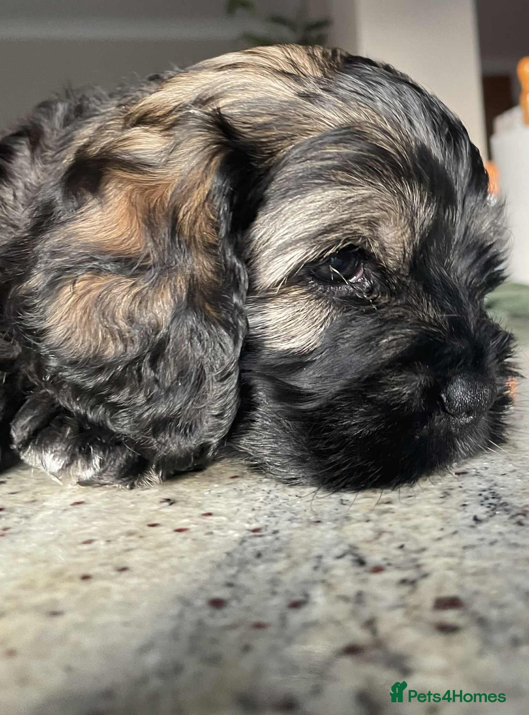 Mixed Breed dogs for sale: Three beautiful males looking for loving homes - Image 14