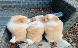 Border Collie dogs for sale: DUE 1st August Border collie Puppies - Image 8