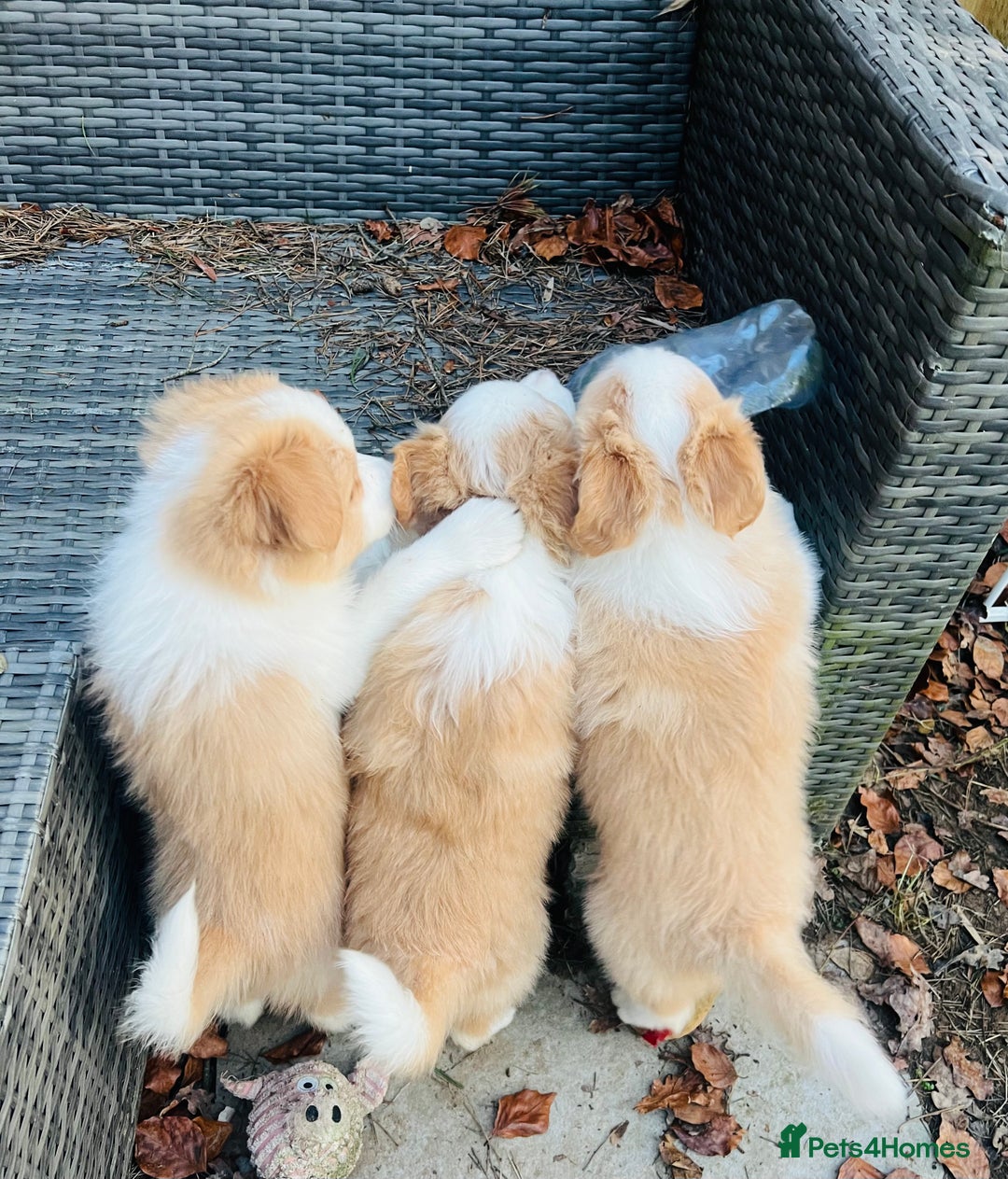Border Collie dogs for sale: DUE 1st August Border collie Puppies - Image 8