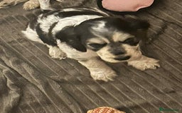 Cockapoo dogs for sale: 5 beautiful cockapoo's - Image 1