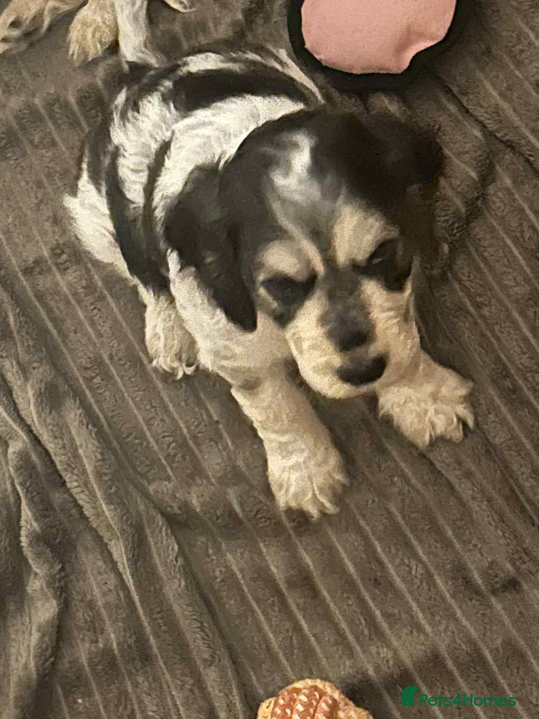 Cockapoo dogs for sale: 5 beautiful cockapoo's - Image 1