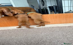 Hungarian Vizsla dogs for sale: Hungarian Vizsla - Image 5
