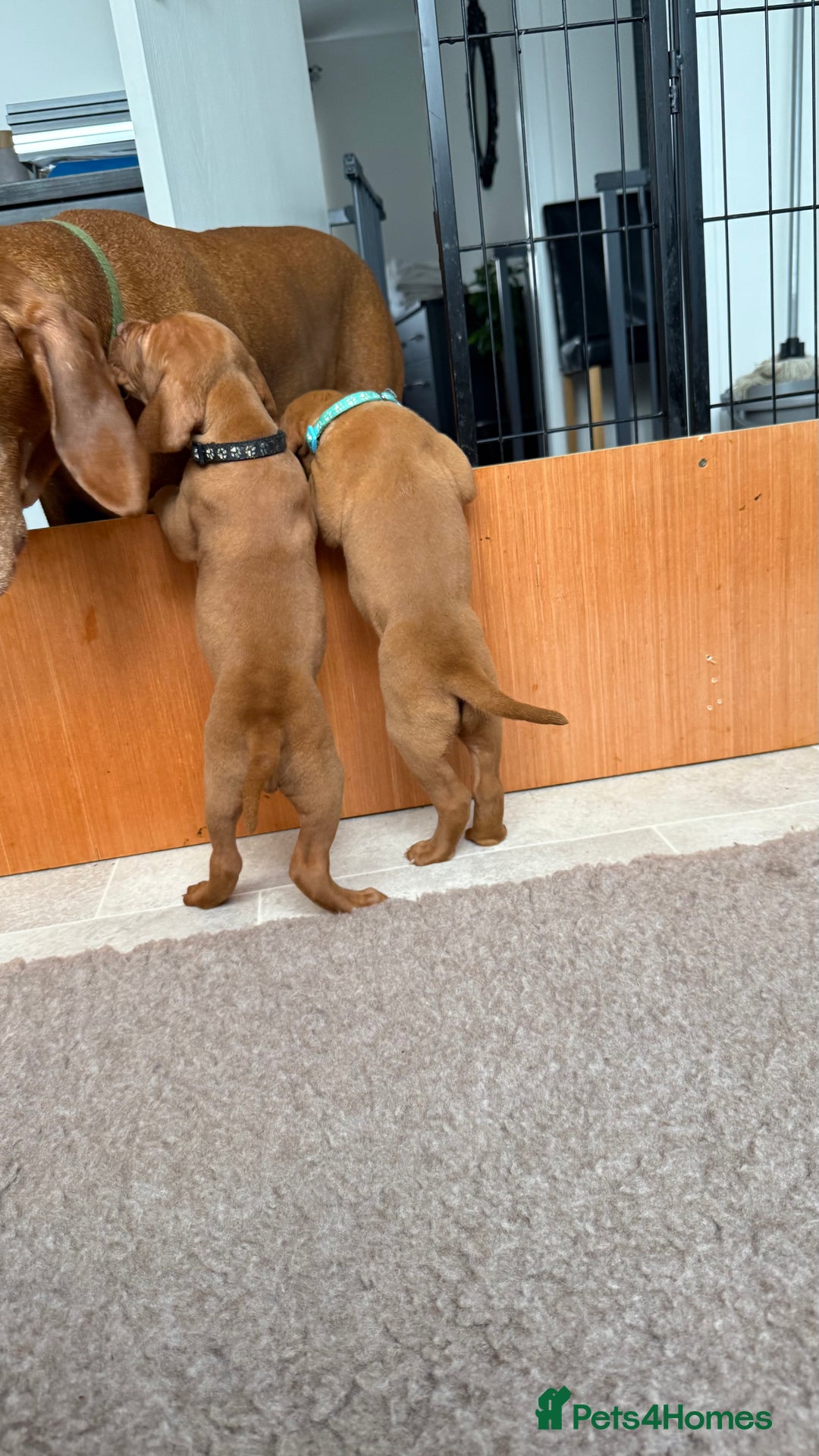Hungarian Vizsla dogs for sale: Hungarian Vizsla - Image 5
