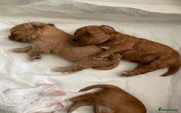 Mixed Breed dogs for sale: Beautiful Cavapoo puppies  - Image 5