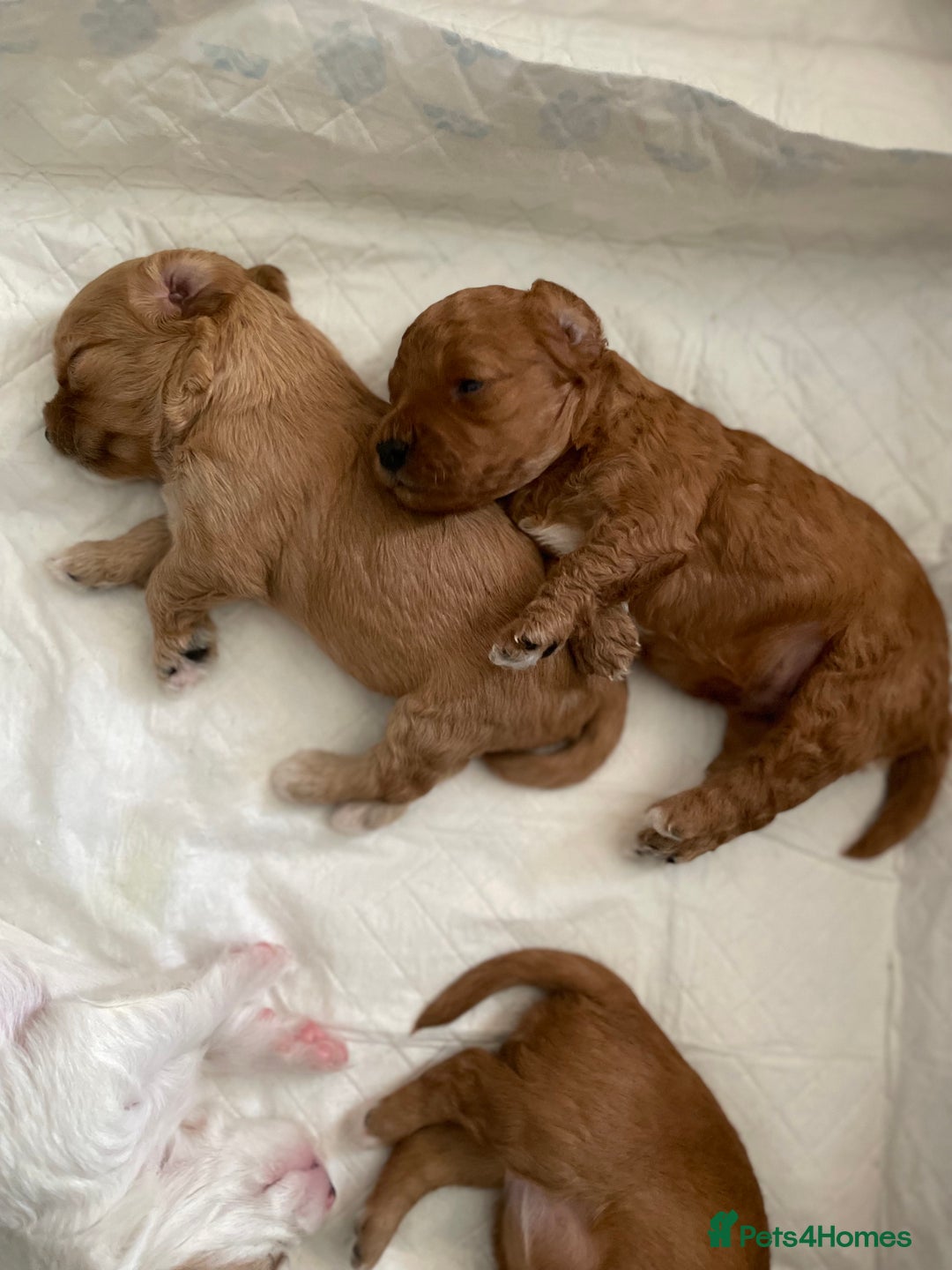 Mixed Breed dogs for sale: Beautiful Cavapoo puppies  - Image 5