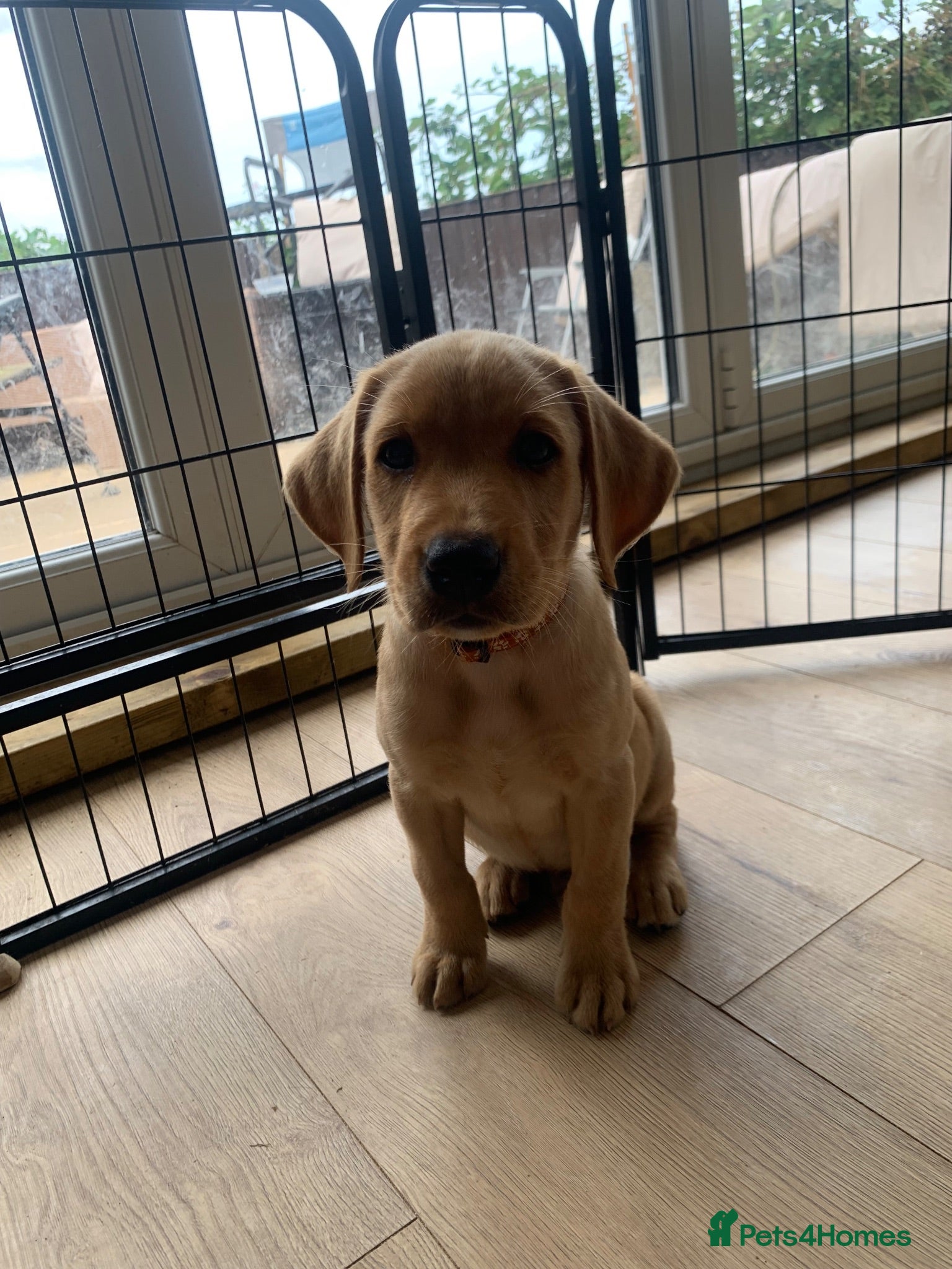 Labrador Retriever dogs  Ready now 🐾KC Labrador puppies   - Advert 13