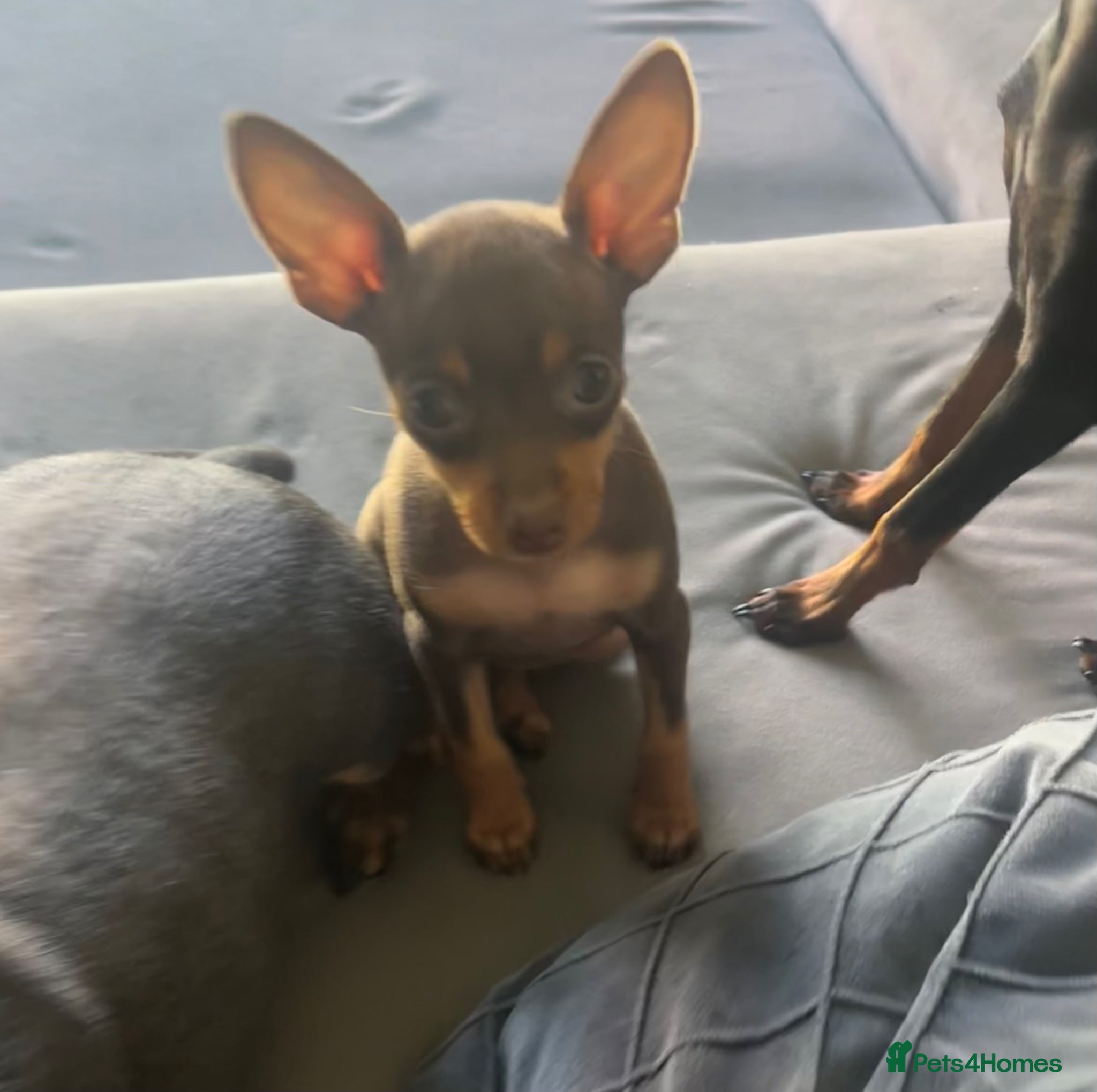 Miniature Pinscher dogs Beautiful 5generation pedigree min pin pupp - Advert 2