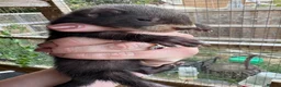 Ferret rodents for sale: European polecat x ferret kids - Advert 5