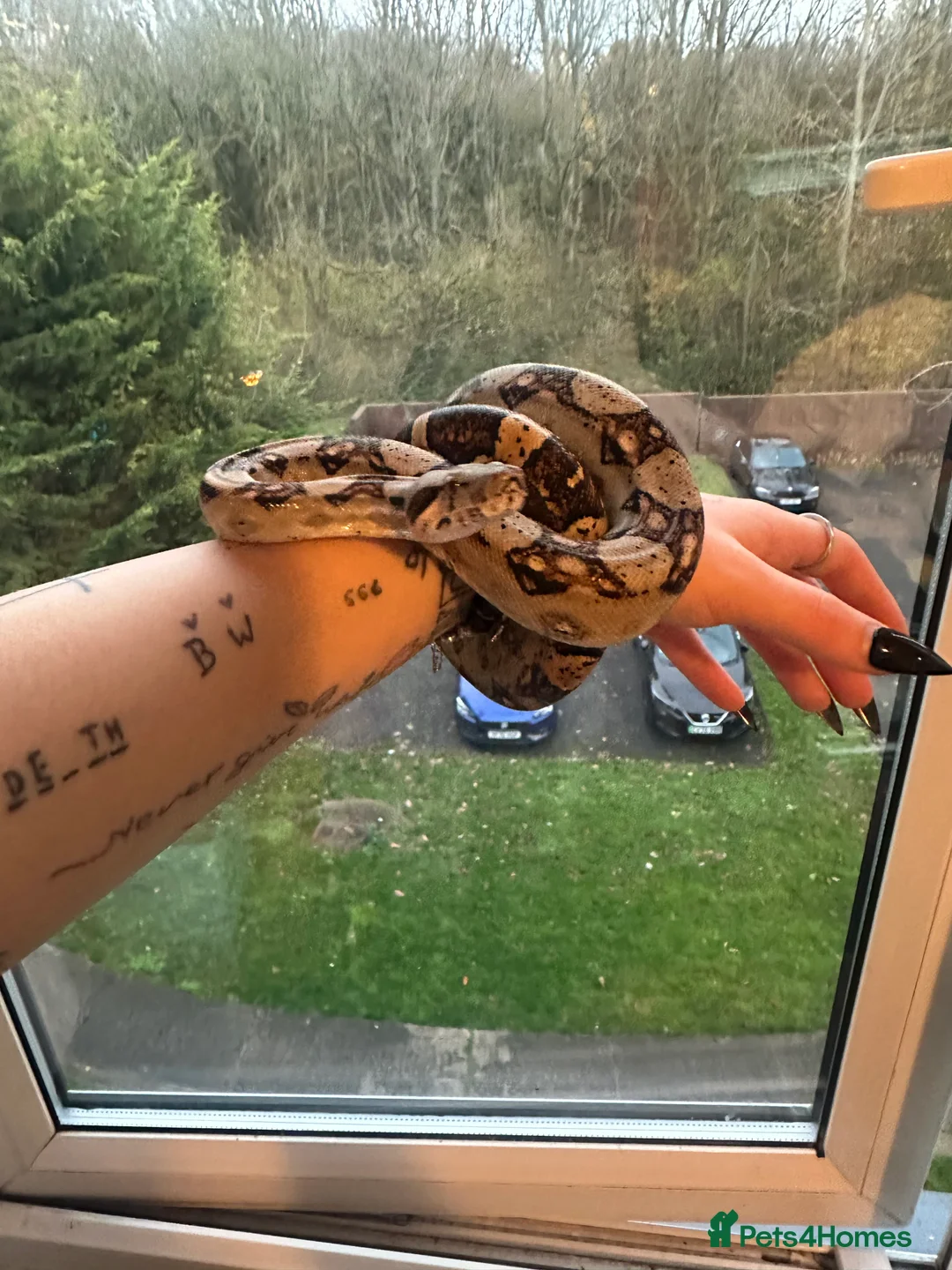 Boa Snake reptiles for sale: Boa constrictor  - Advert 4