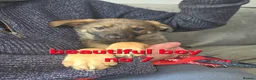 Mixed Breed dogs for sale: GERMAN SHEAPARD X ALASKAN MALAMUTE - Advert 3