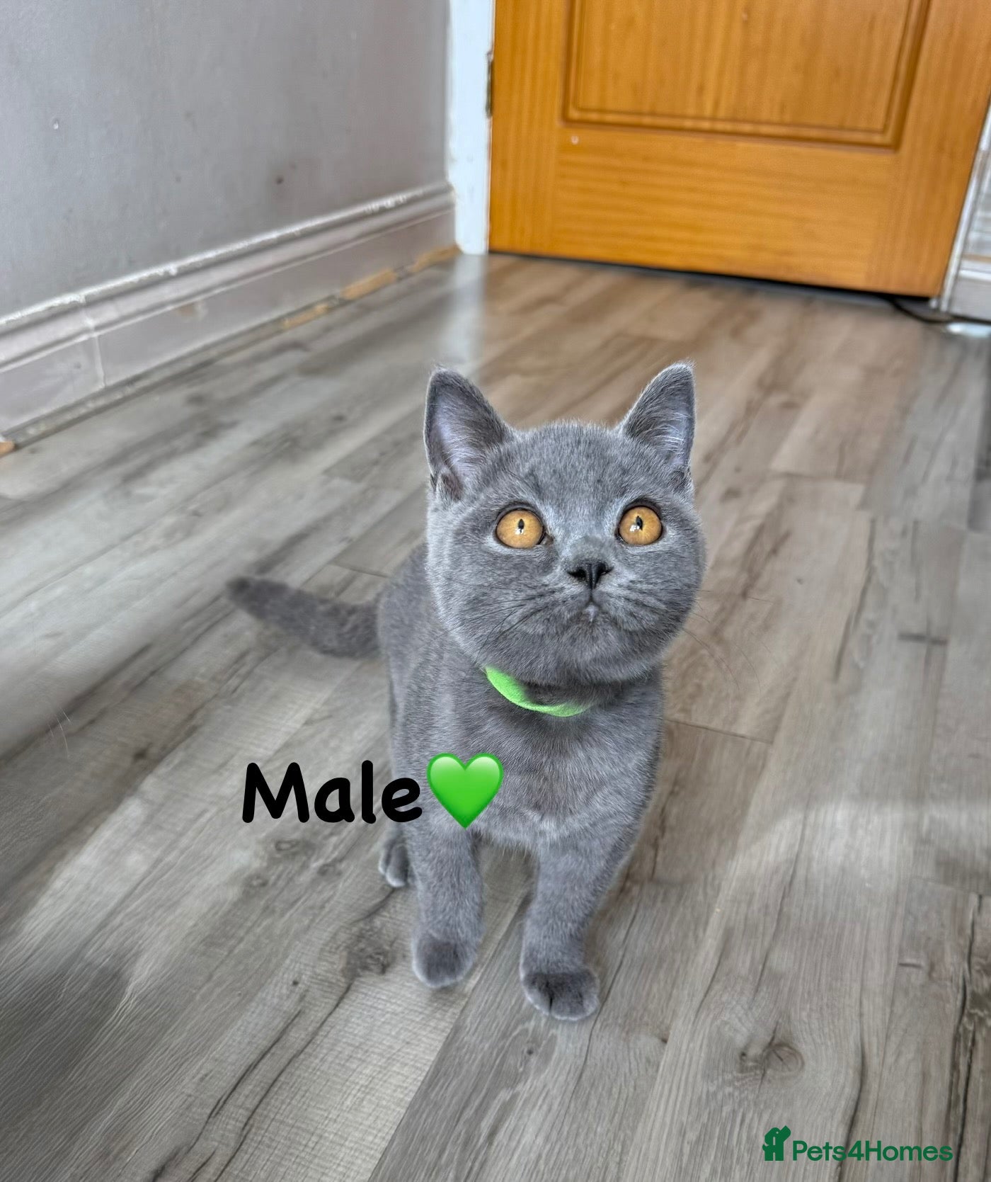 British Shorthair cats Reduced the price GCFF reg BSH kittens - Advert 2