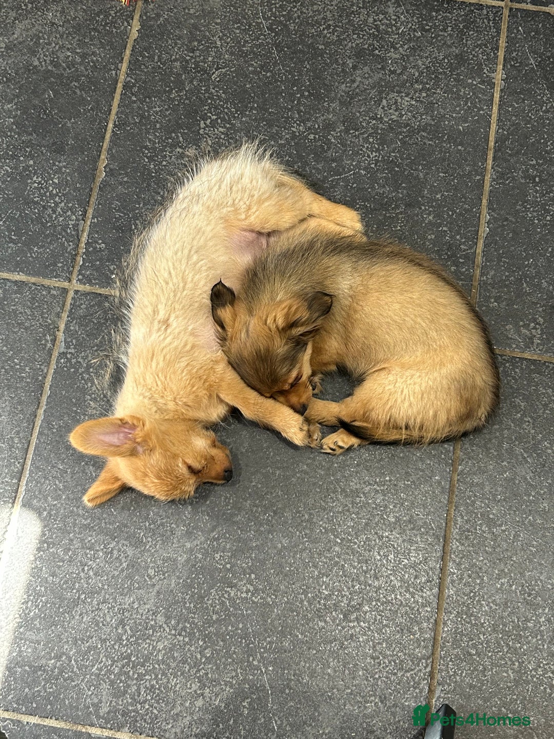 Mixed Breed dogs for sale: X2 Dauchshund/ Pomeranian pups - Image 28