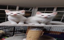 Mixed Breed cats for sale: Purr-fect White Kittens - Image 4