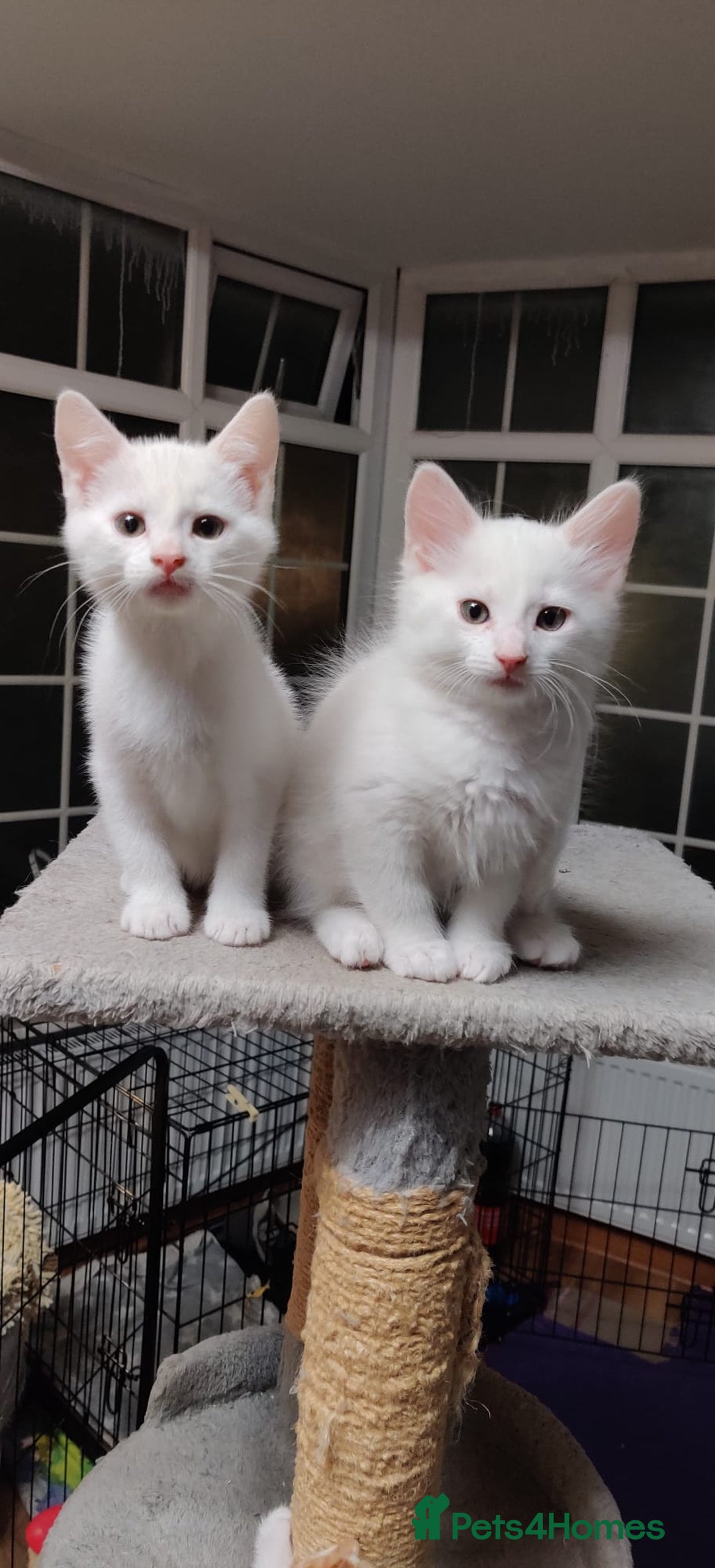 Mixed Breed cats for sale: Purr-fect White Kittens - Image 4