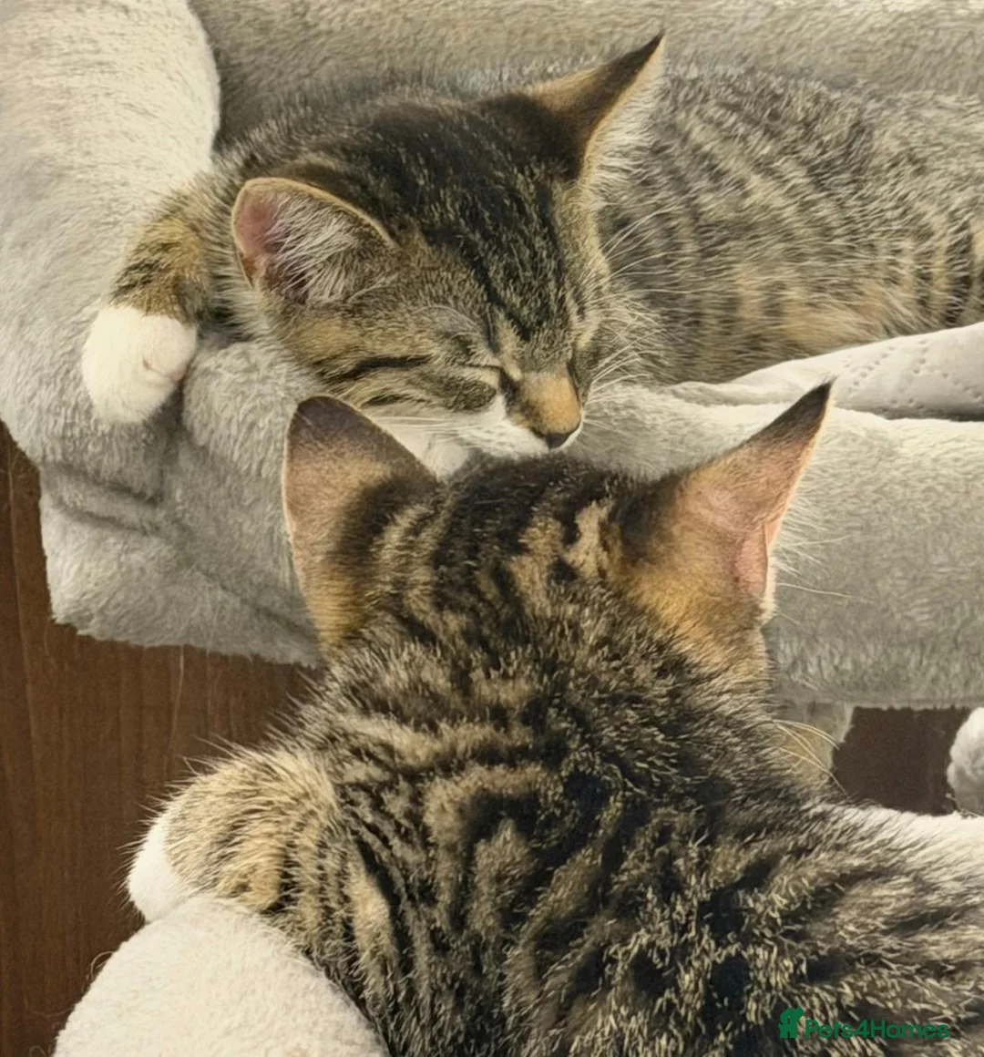 Domestic Shorthair cats for sale: Sweet, cuddly kitten looking for a loving home - Advert 5