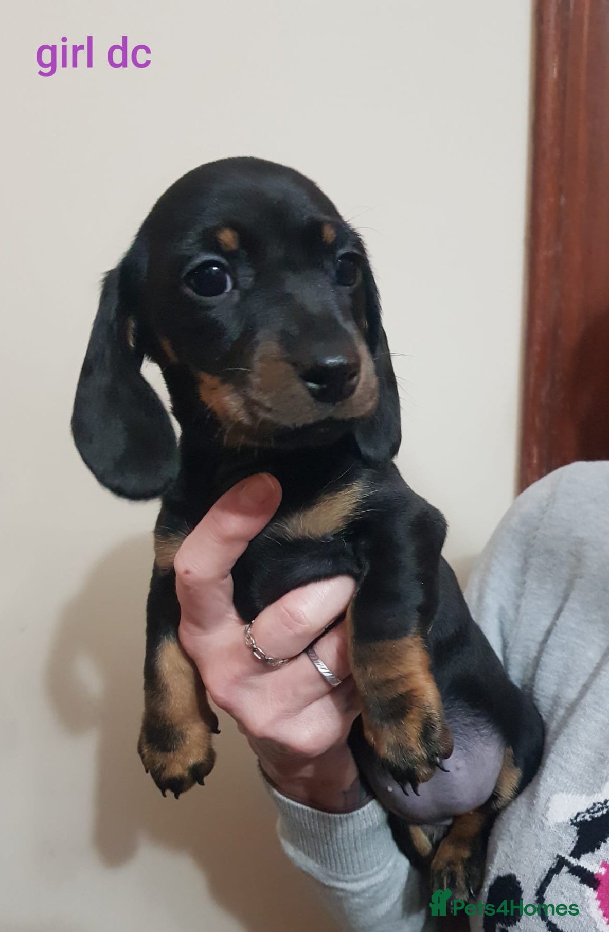 Miniature Dachshund dogs KC smooth hair miniature dachshund puppies - Advert 2