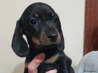 Miniature Dachshund dogs KC miniature dachshund puppies READY NOW - Advert 4