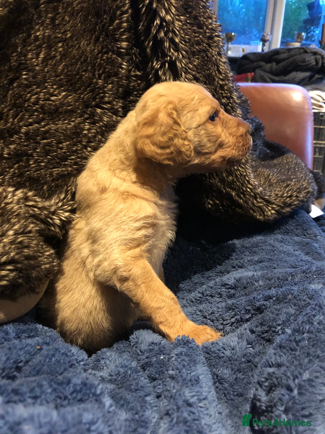 Labradoodle dogs for sale: READY NOW TOP QUALITY Standard F1 Labradoodles - Advert 19