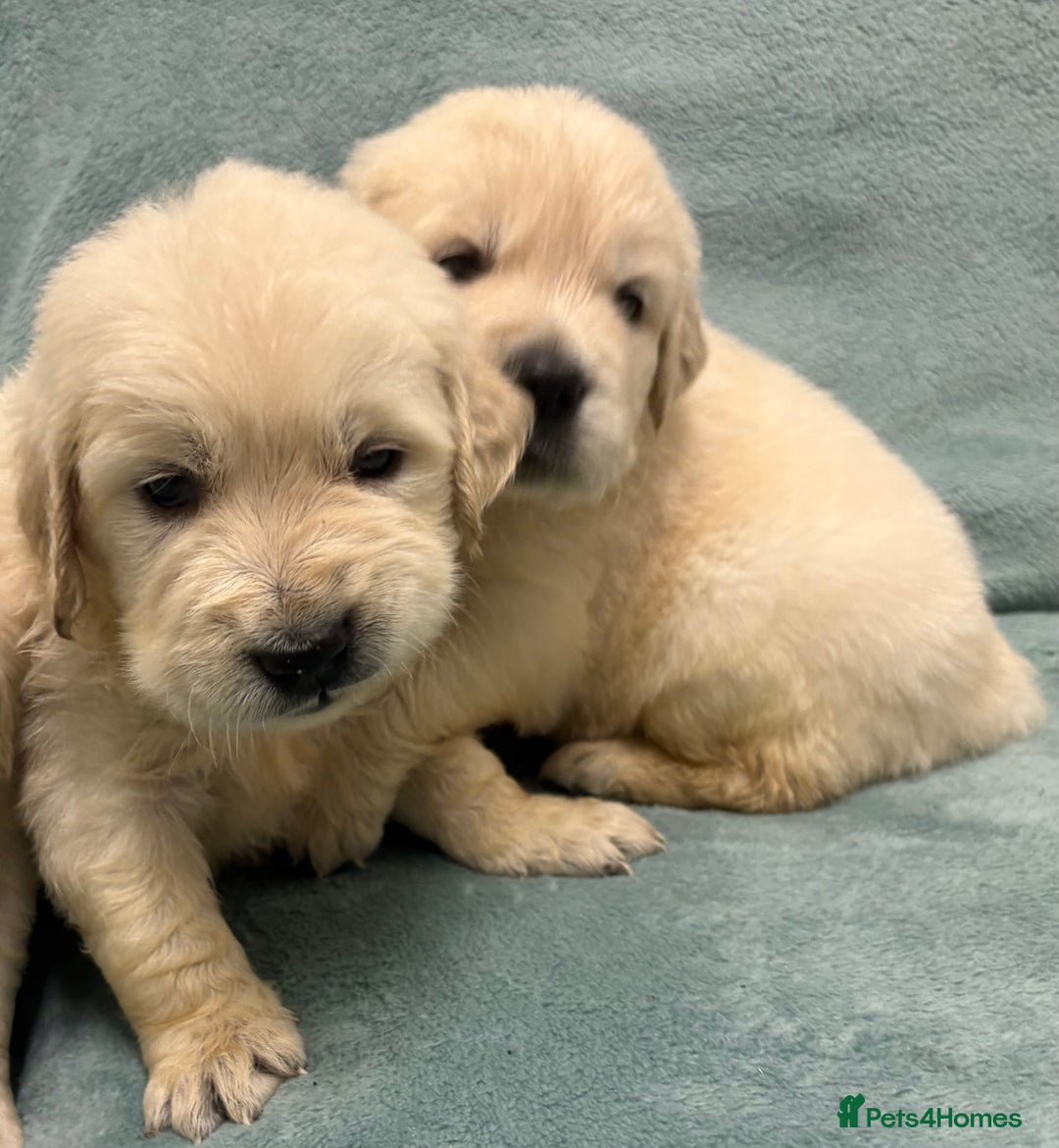 Golden Retriever dogs for sale: Golden Retriever Pups from Health Tested Parents  - Advert 27