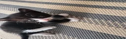 Mixed Breed cats for sale: Beautiful little boy  - Advert 2