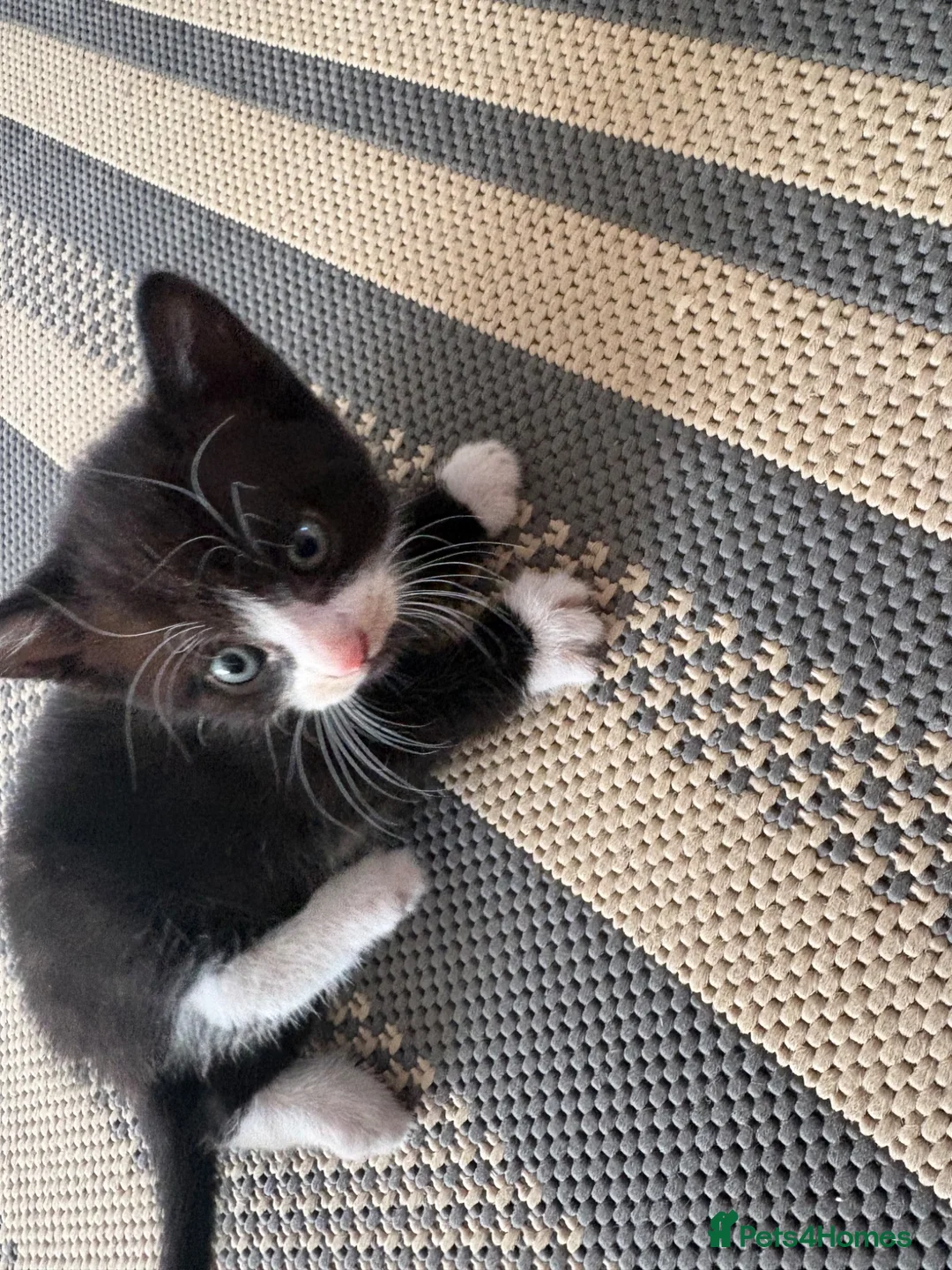 Mixed Breed cats for sale: Beautiful little boy  - Advert 2