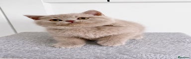 British Shorthair Kitten 1