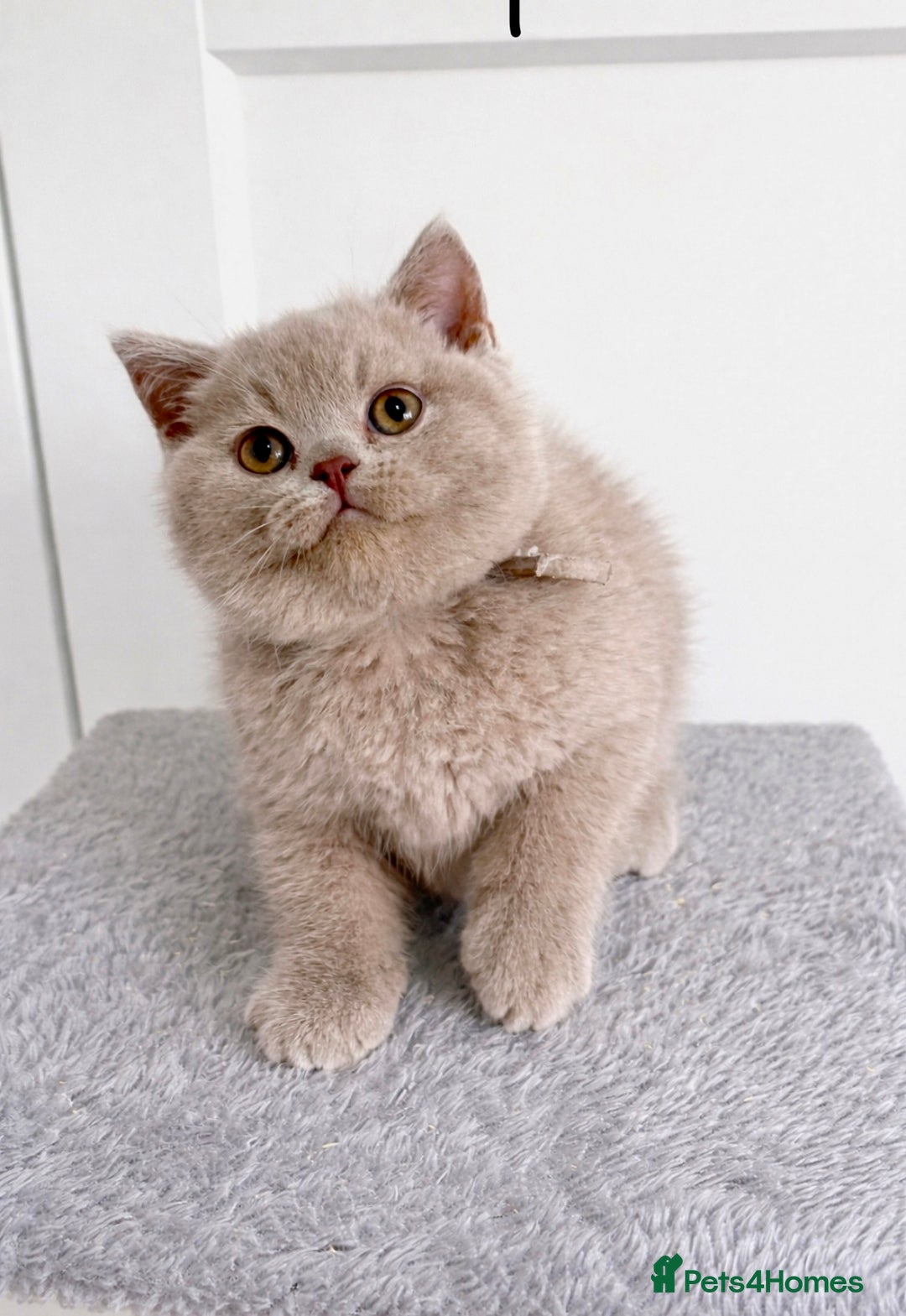 British Shorthair cats for sale: 💗🩵 GCCF LILAC. FEMALE KITTENS READY FEB  - Advert 9