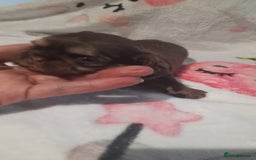 Shih Tzu dogs for sale: KC Registered Imp Shihtzu pups - Image 22