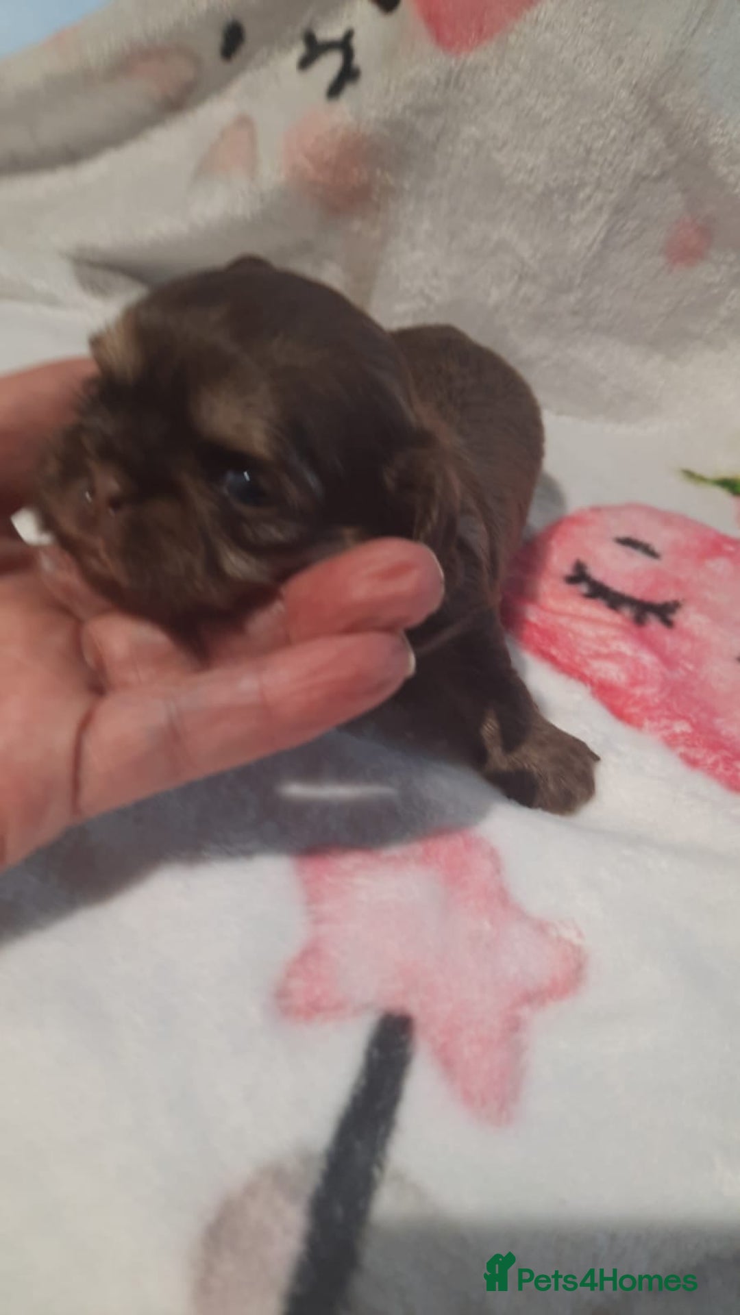 Shih Tzu dogs for sale: KC Registered Imp Shihtzu pups - Image 22