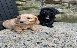 Cockapoo dogs for sale: BEAUTIFULL F1 COCKAPOO PUPPYS - Advert 4
