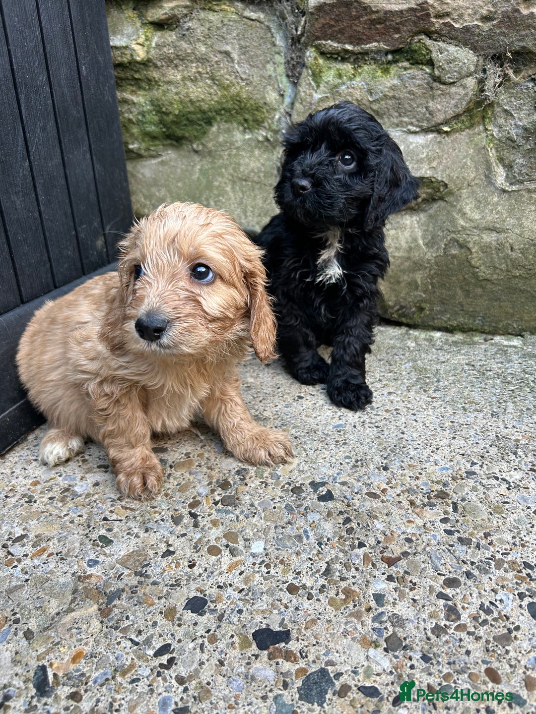 Cockapoo dogs for sale: BEAUTIFULL F1 COCKAPOO PUPPYS - Advert 4