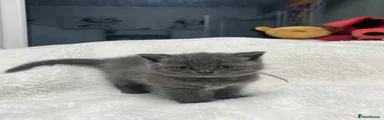 British Shorthair 3