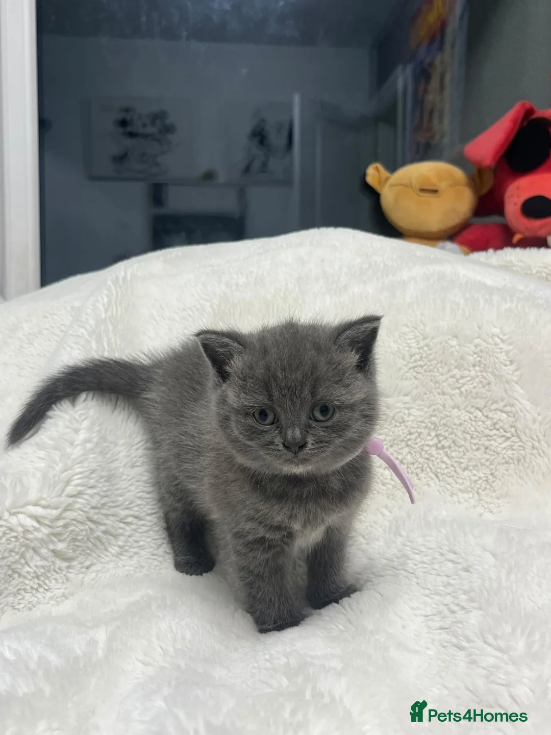 British Shorthair cats for sale: British shorthair kittens x5 Blue & silver tabby  - Advert 14