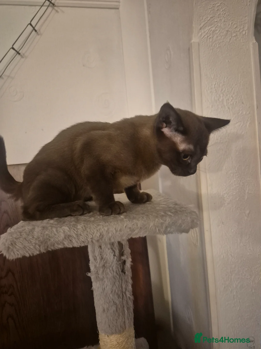 Burmese cats for sale: Tiny Diva with a Big Personality 😸  - Advert 6