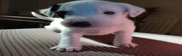 Lurcher dogs for sale: Soppy Bedlington Whippet lurcher puppies  - Advert 35