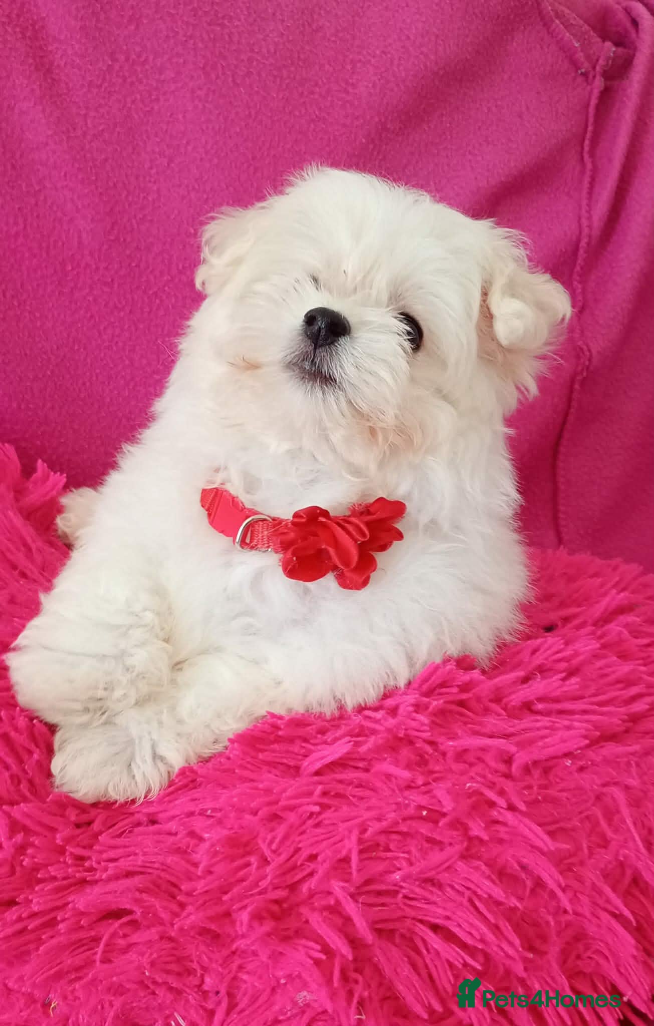 Maltese dogs Maltese Puppies  - Advert 5