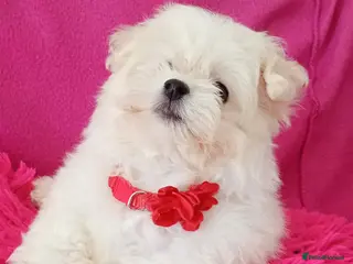 Maltese dogs Maltese Puppies - Advert 5