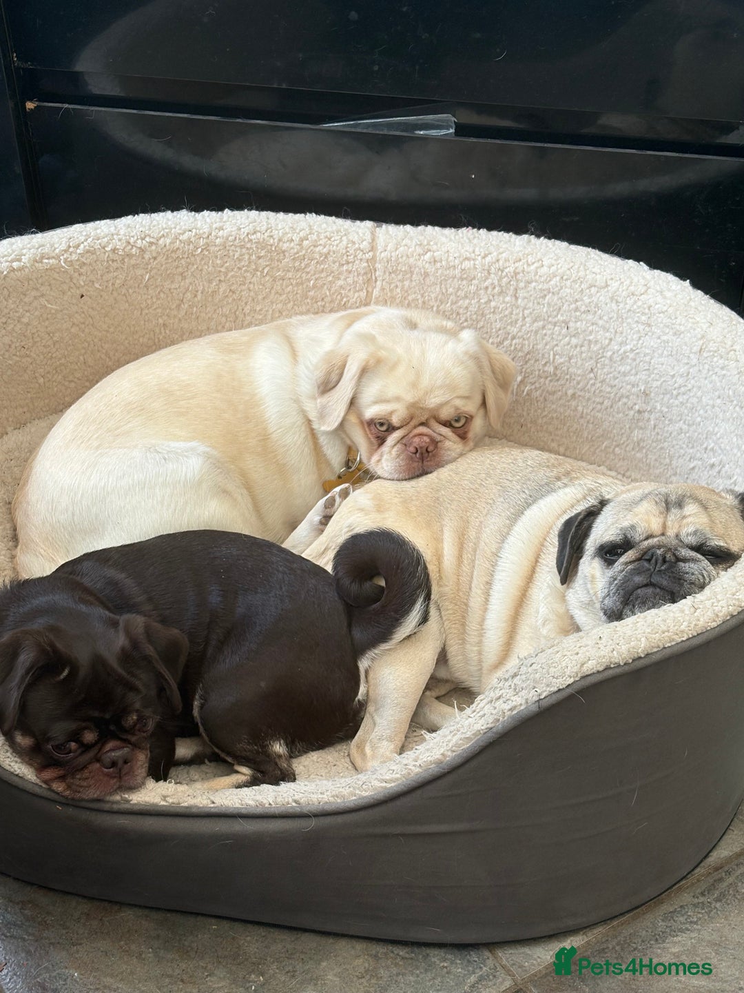 Pug dogs for sale: Beautiful female pug  - Image 5
