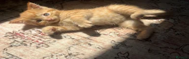 Maine Coon 1