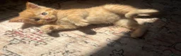 Maine Coon cats for sale: Main Coon Cross kittens in Halesworth - Advert 6