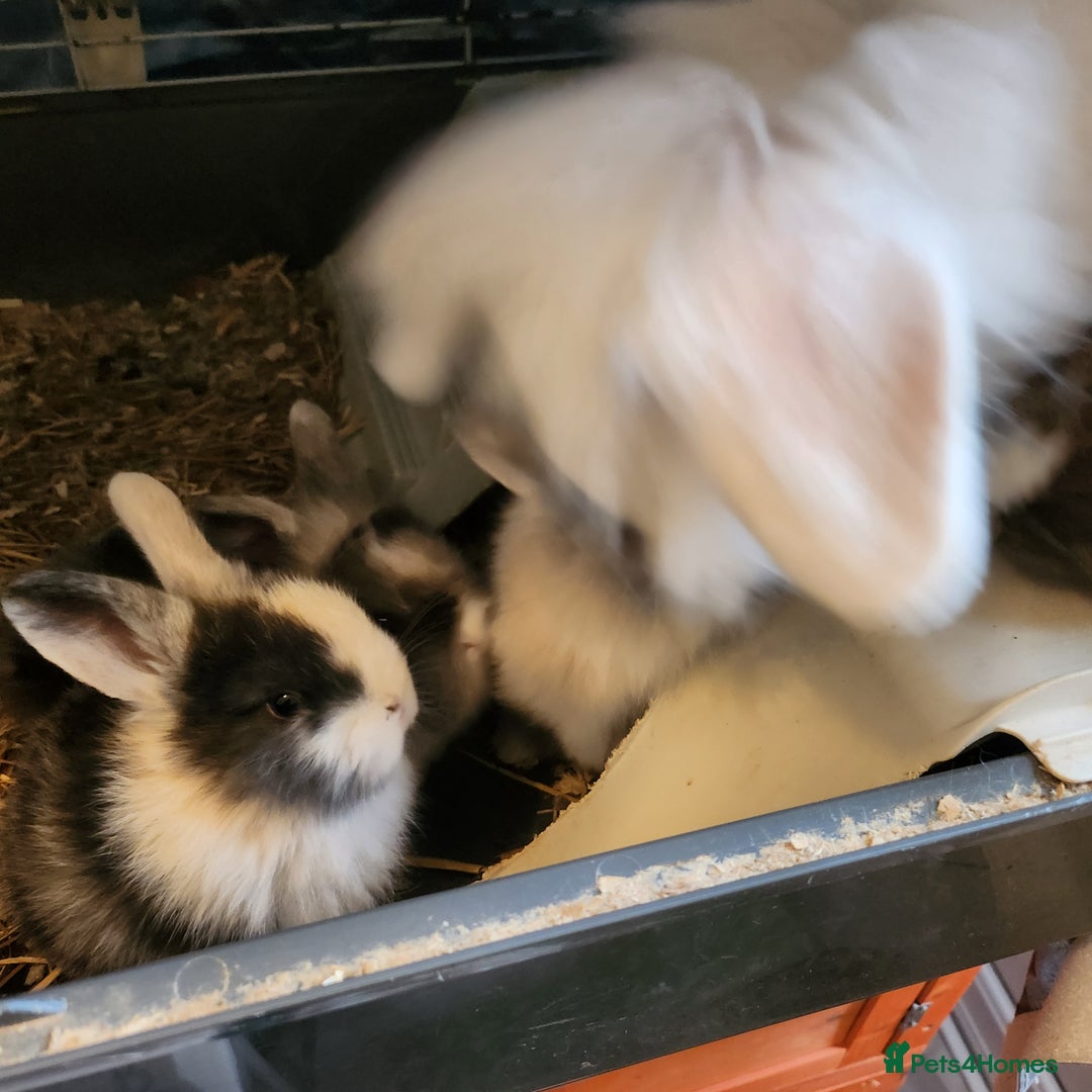 Lionhead rabbits for sale: Beautiful fluffy lionhead rabbits  - Advert 7