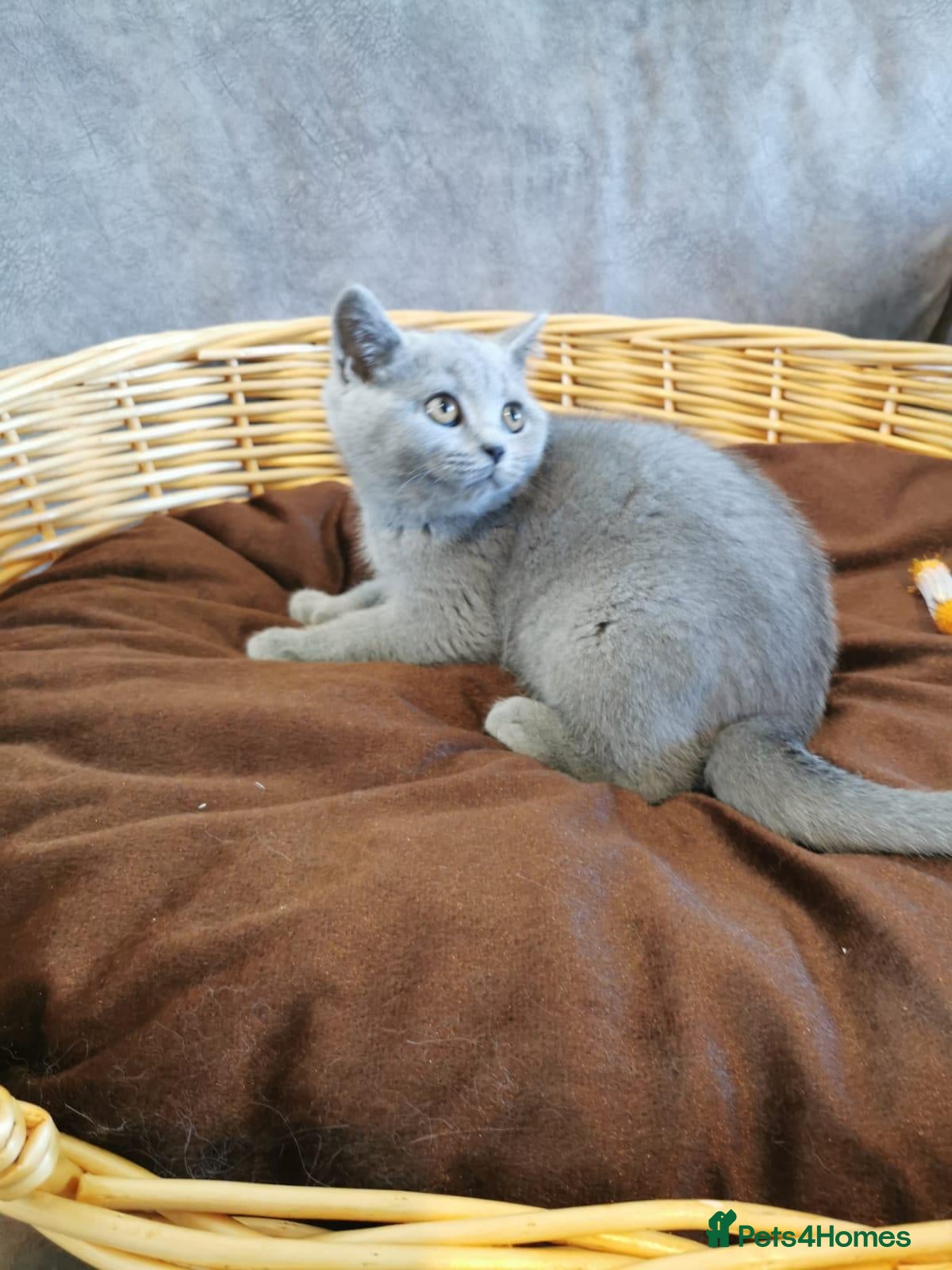 British Shorthair cats British shorthand kittens  - Advert 2
