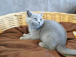 British Shorthair cats British shorthand kittens - Advert 2