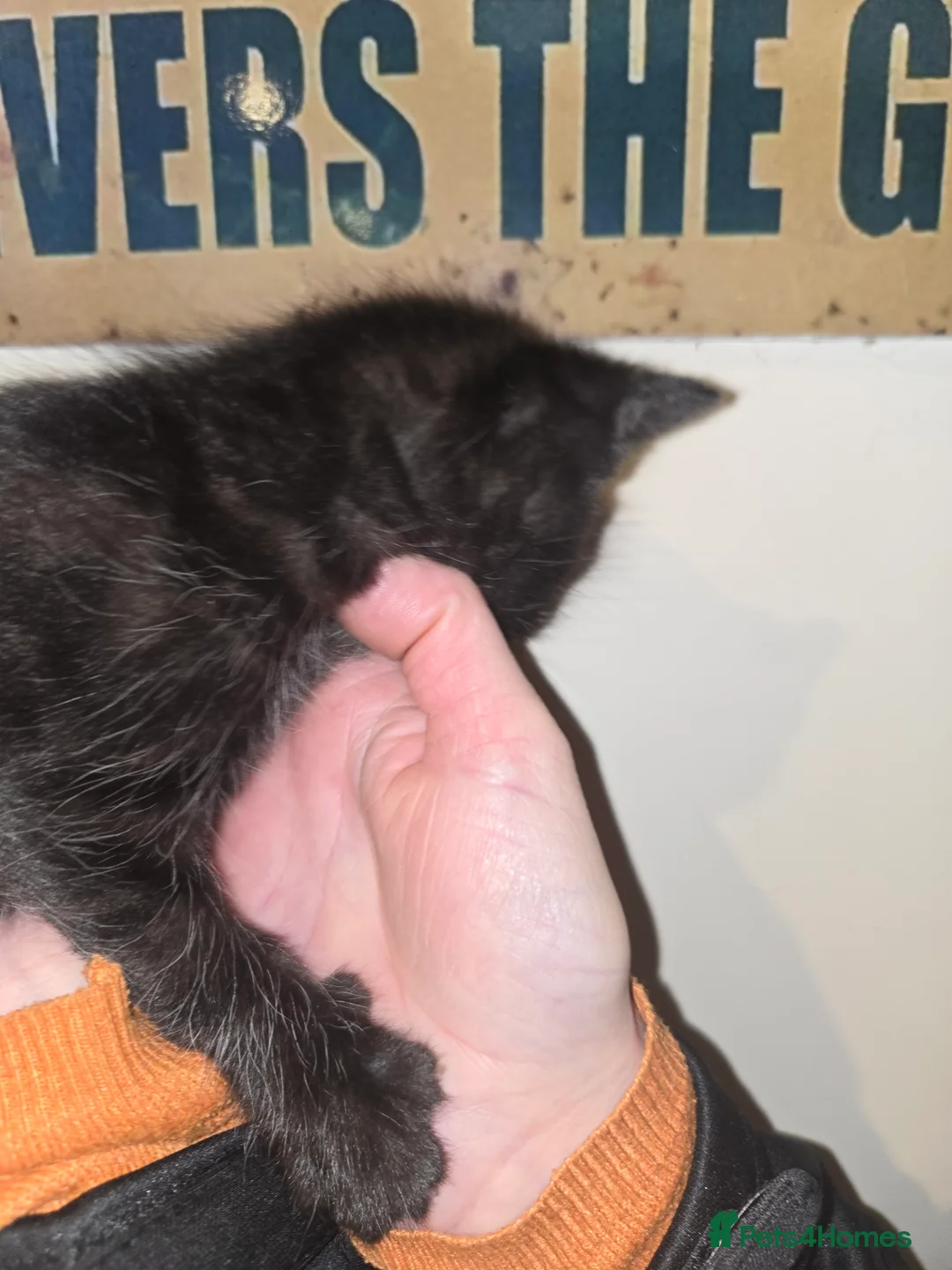 Mixed Breed cats for sale: Gorgeous black kittens house reared. - Advert 21