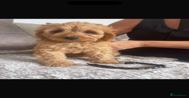 Cavapoo dogs - Advert 1
