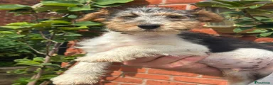 Fox Terrier 2