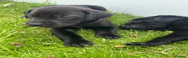 Mixed Breed 4