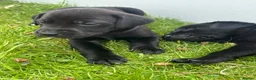 Mixed Breed dogs for sale: Labrador cross puppies  - Advert 6