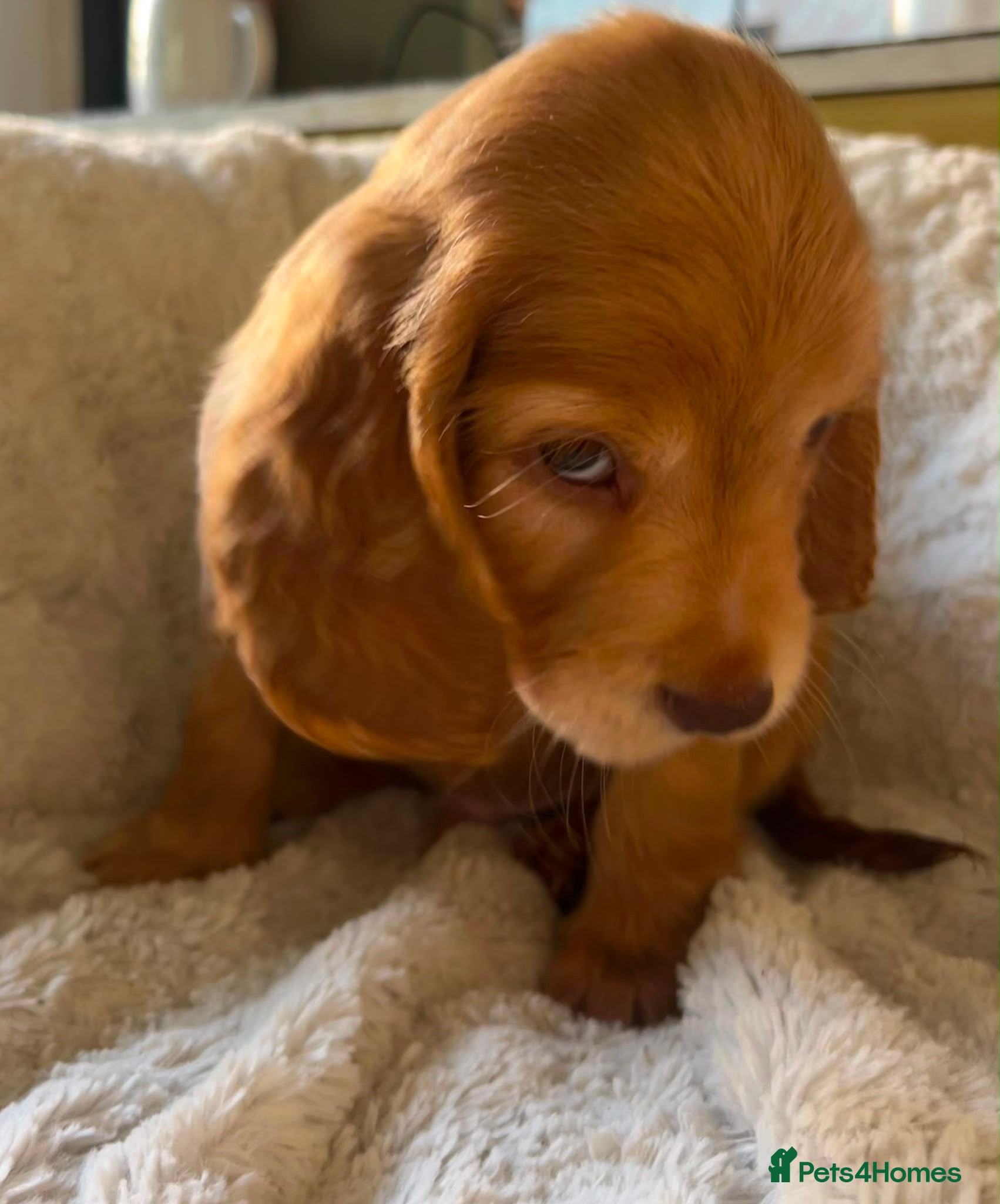 Cocker Spaniel dogs Show type cockerspaniel puppies *ready to leave ** - Advert 1
